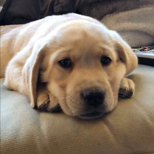 Meet your Posher, Jordan